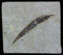 Fossil Salix (Willow) Leaf - Green River Formation #57268-1